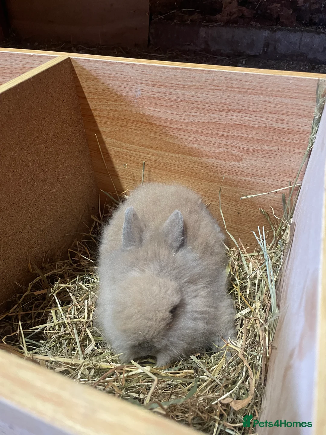 Lionhead rabbits for sale: Beautiful Lionhead Bunnies  - Advert 13