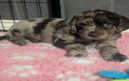 Cocker Spaniel dogs for sale: 6 beautiful cocker spaniel puppies in Wadhurst - Image 11