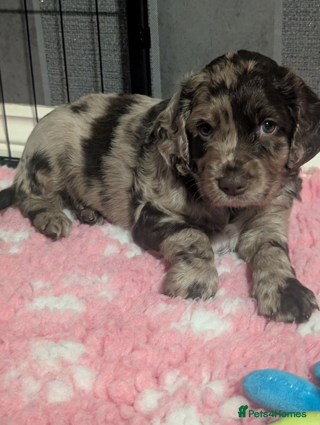 Cocker Spaniel dogs for sale: 6 beautiful cocker spaniel puppies in Wadhurst - Image 11