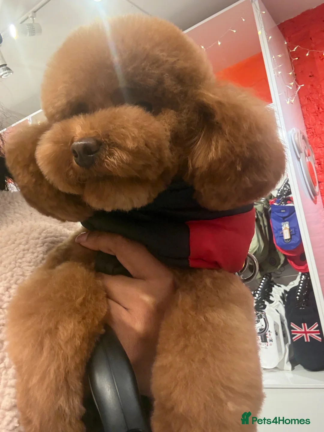 Toy Poodle dogs for sale: Beautiful Toy Poodle Puppies - Advert 2