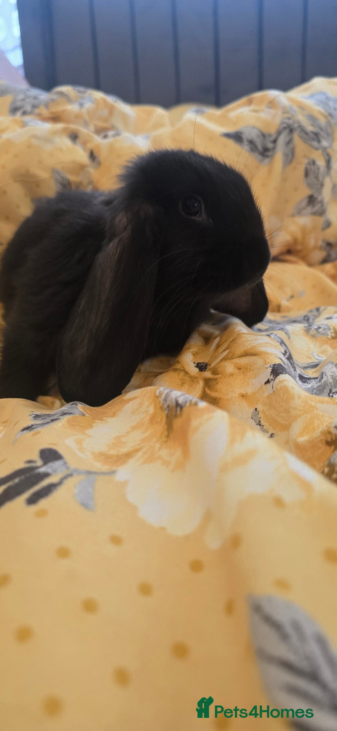 French Lop rabbits for sale: Beautiful French Lop bunnies - Image 18