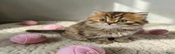 Scottish Fold cats for sale: Adorable Scottish Fold Straight Ear Tabby Kittens  - Advert 30