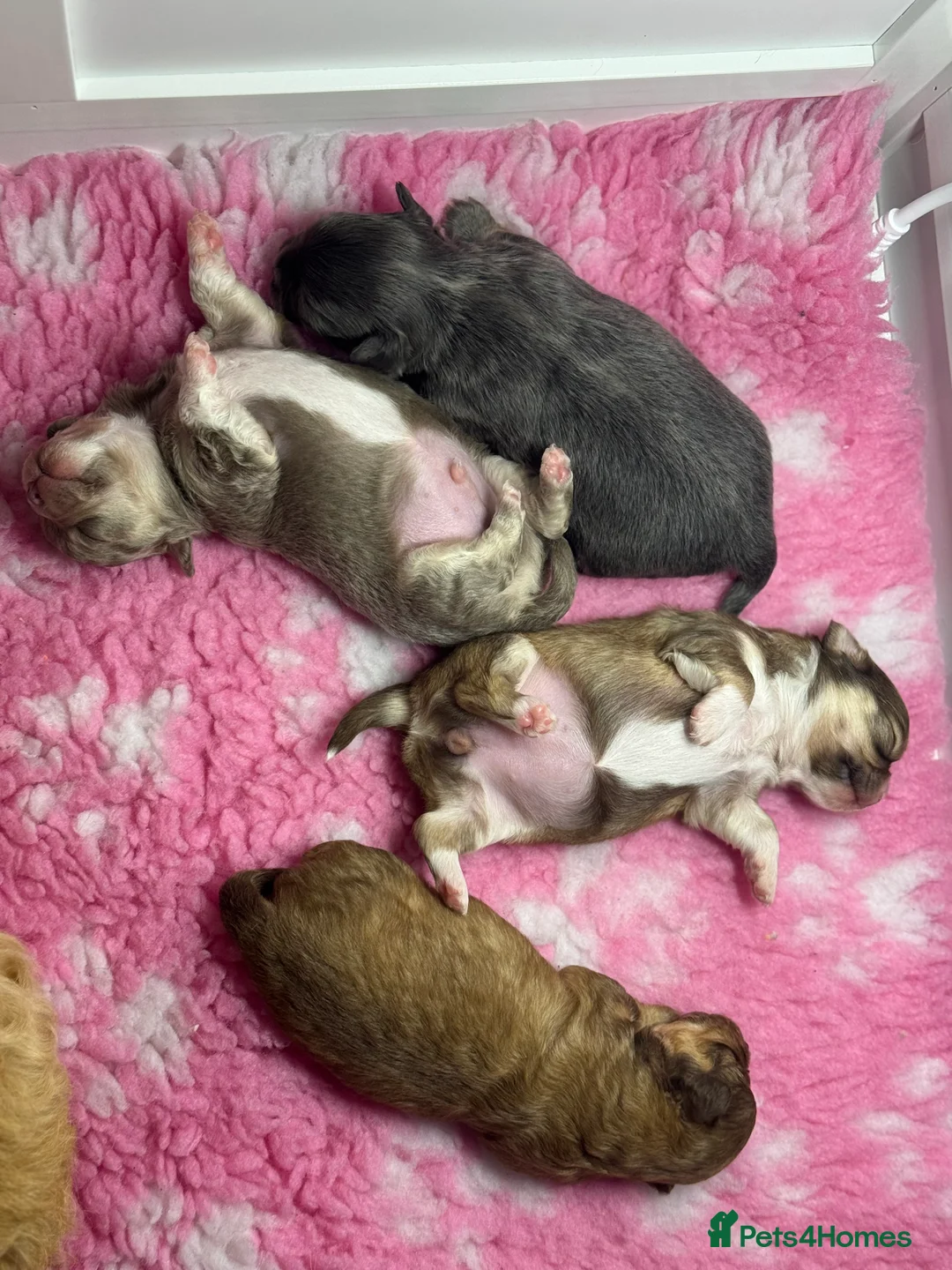 Chihuahua dogs for sale: 😍 Beautiful KC Chihuahua Puppies 😍 - Advert 13
