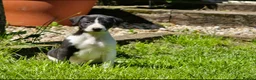 Mixed Breed dogs for sale: Whippet lurcher - Advert 4
