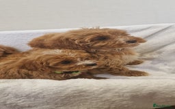 Cavapoo dogs for sale: Beautiful cavapoo fur babies  - Image 14