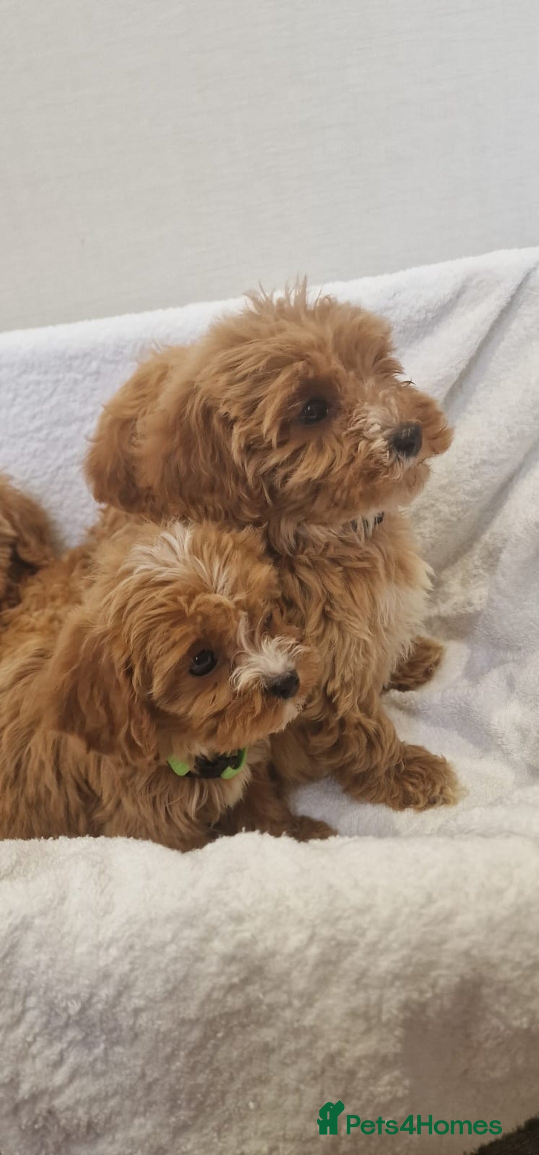 Cavapoo dogs for sale: Beautiful cavapoo fur babies  - Image 14