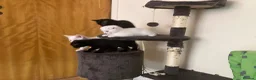 Scottish Fold cats for sale: Khao Manee & Scottish Fold kittens - Advert 14