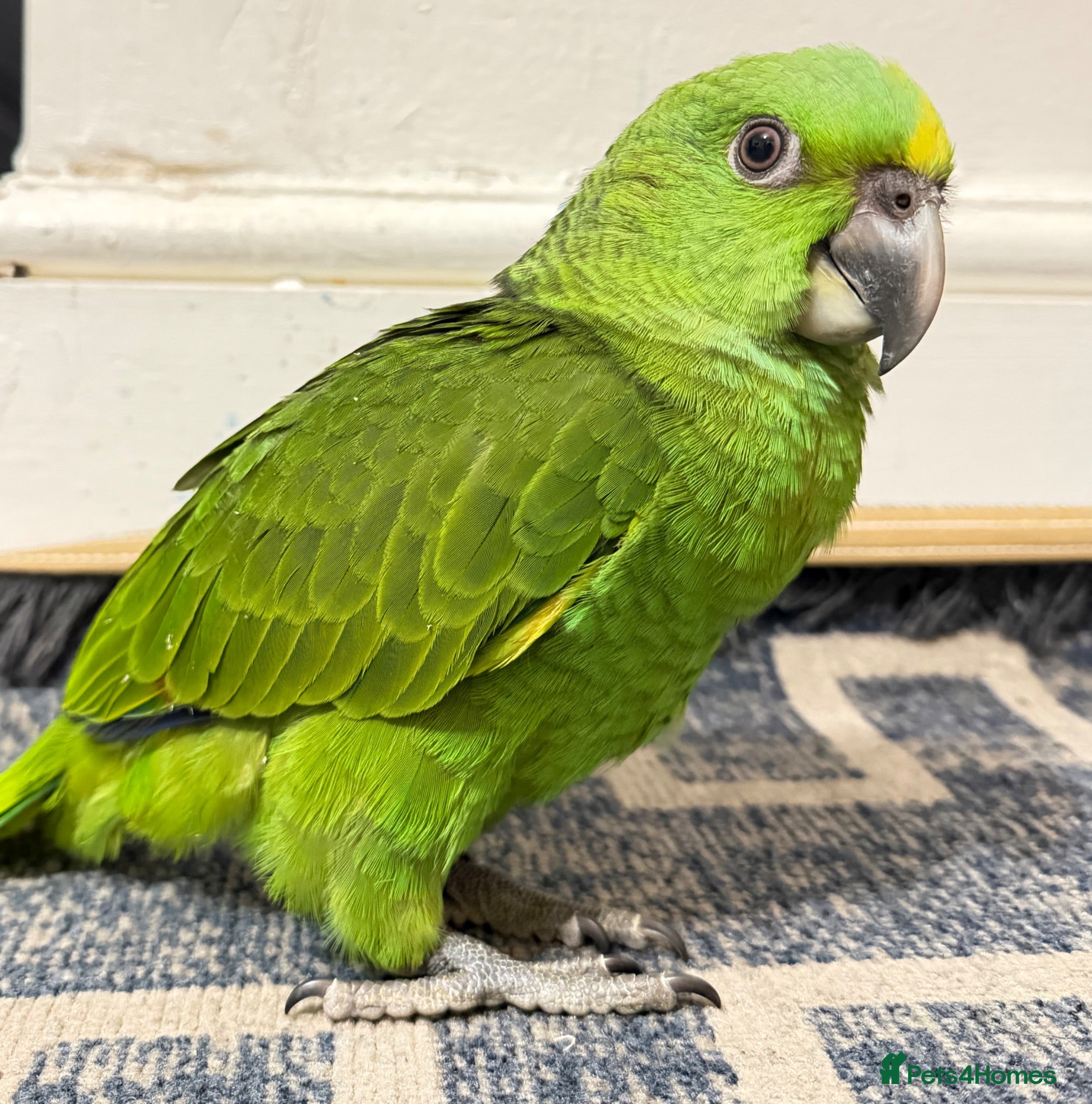 Parrots birds Baby Yellow nape amazon - Advert 1