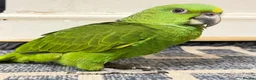 Parrots birds for sale: Baby Yellow nape amazon - Advert 1