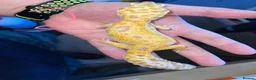 Leopard Gecko reptiles for sale: Leopard geckos  in Witham - Advert 2