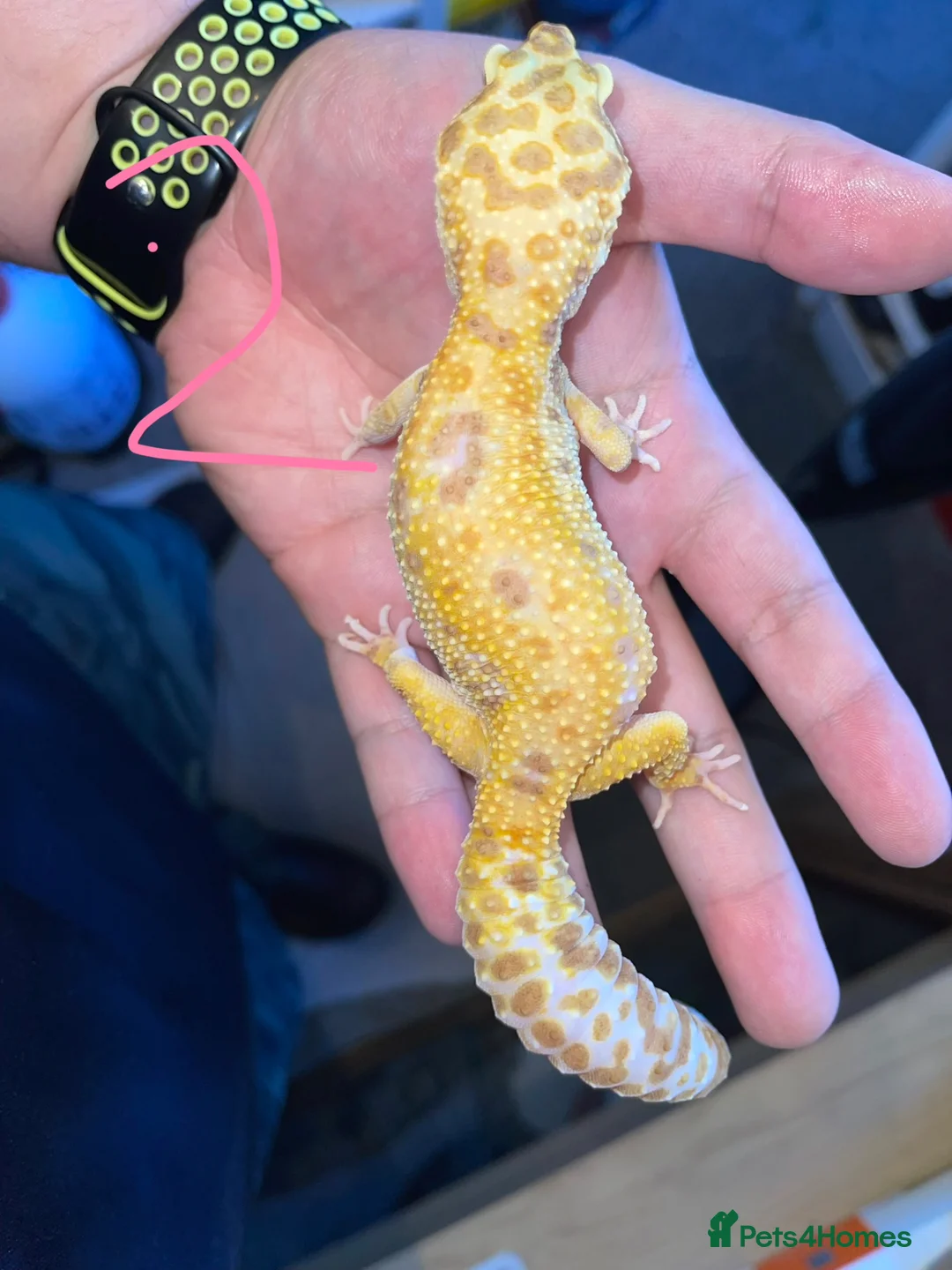 Leopard Gecko reptiles for sale: Leopard geckos  in Witham - Advert 2