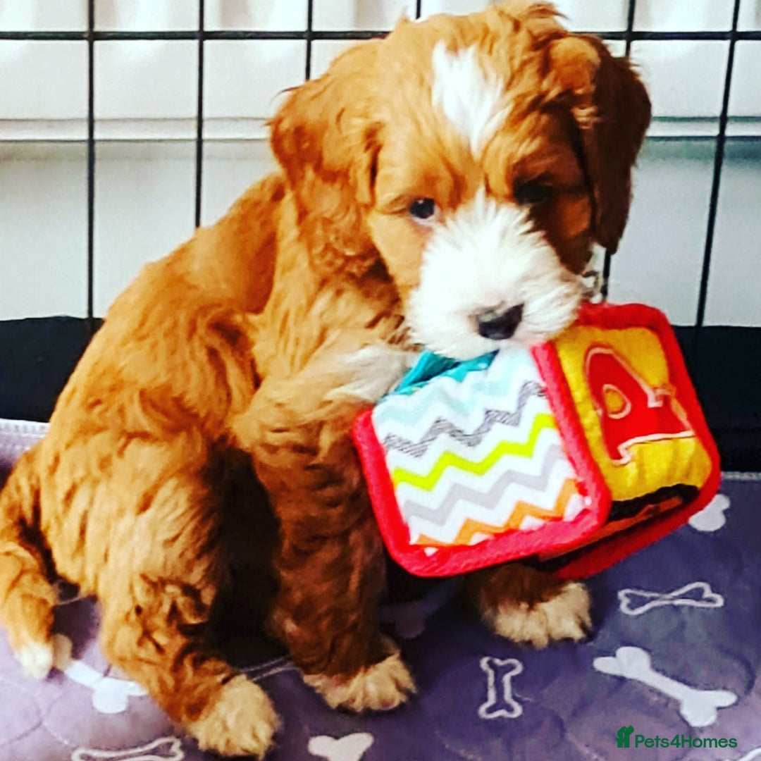 Australian Labradoodle dogs for sale: Genuine Australian Labradoodle Puppies - Image 7