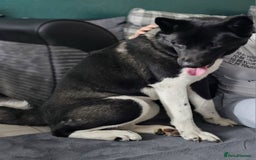 Akita dogs for sale: 13 month old Female Akita - Advert 2