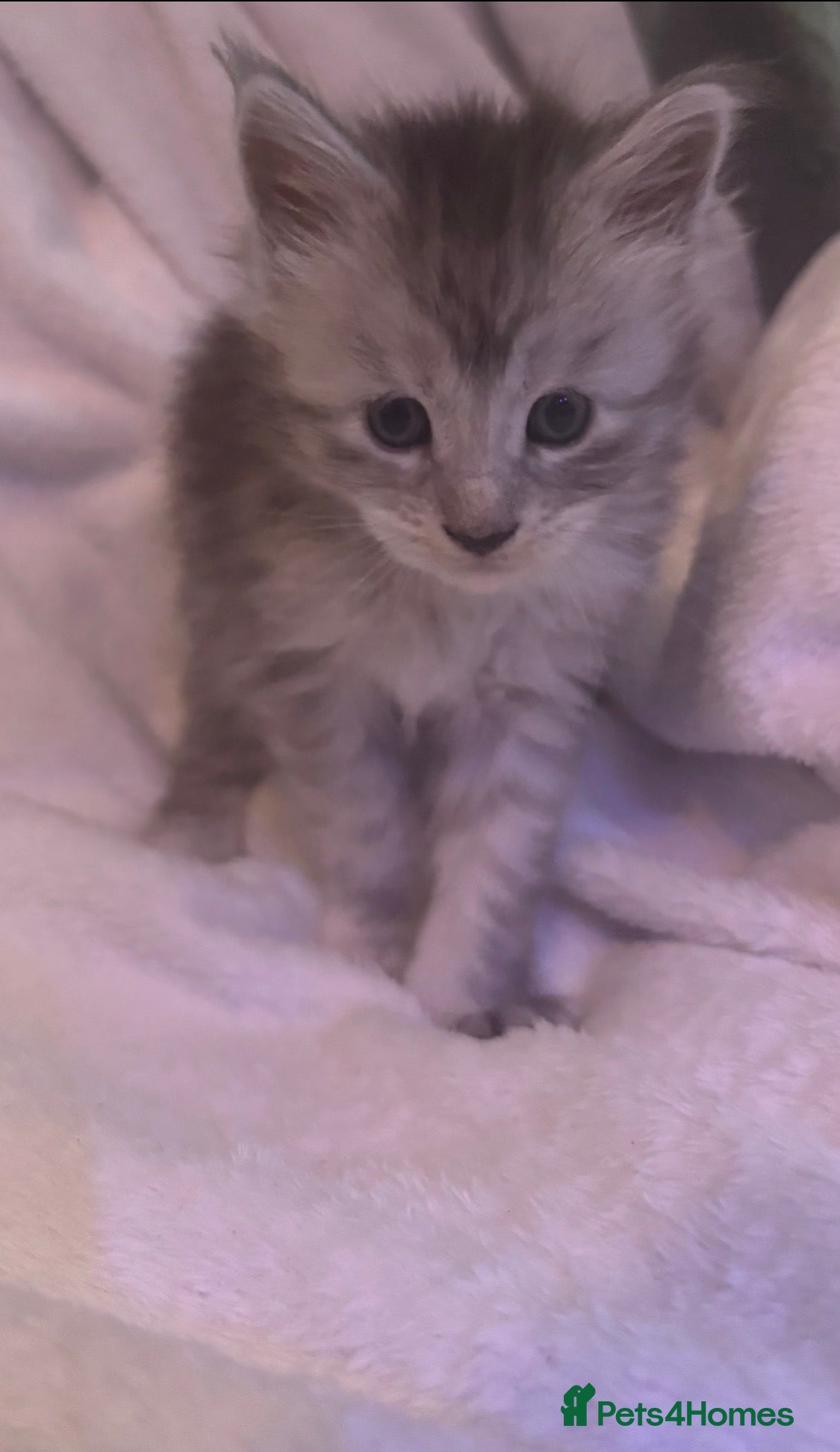 Maine Coon cats STUNNING LITTER OF MAINE COONS AVAILABLE - Advert 11