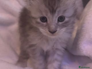 Maine Coon cats STUNNING LITTER OF MAINE COONS AVAILABLE - Advert 12