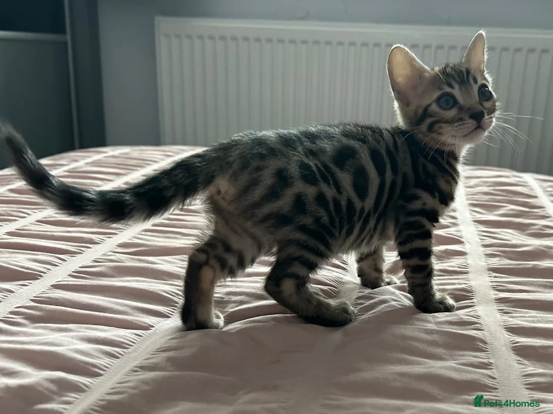 Bengal cats for sale: Two beautiful Bengal Girls  - Advert 9