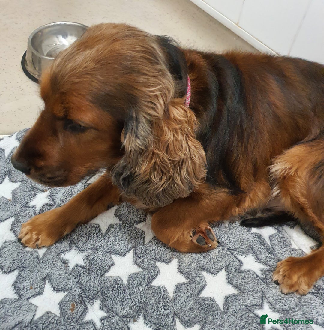 Cocker Spaniel dogs for sale: Gorgeous show cocker spaniel - Advert 5