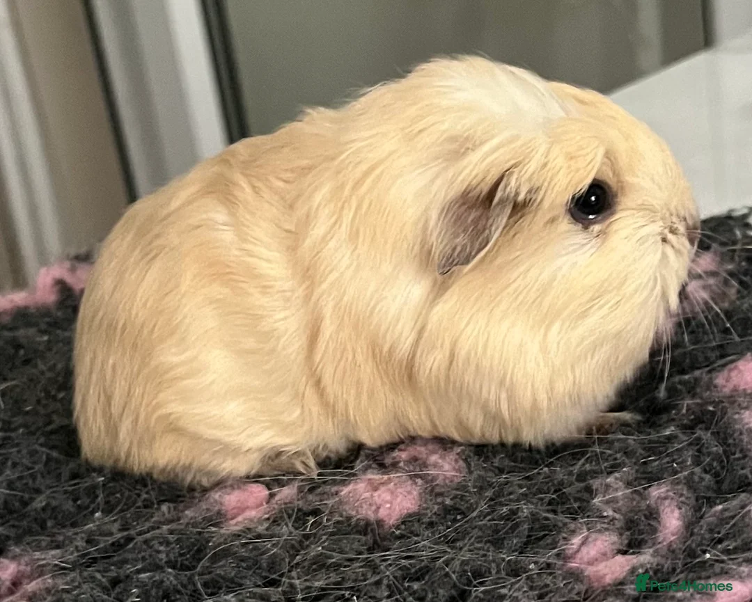 Guinea Pig rodents for sale: Sheltie (silky), coronet, Texel, Merino guinea pig - Advert 27