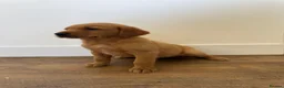 Goldador dogs for sale: Fantastic red goldador puppies  - Advert 3