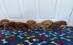 Cockapoo dogs for sale: Cockerpoos for sale  - Image 1