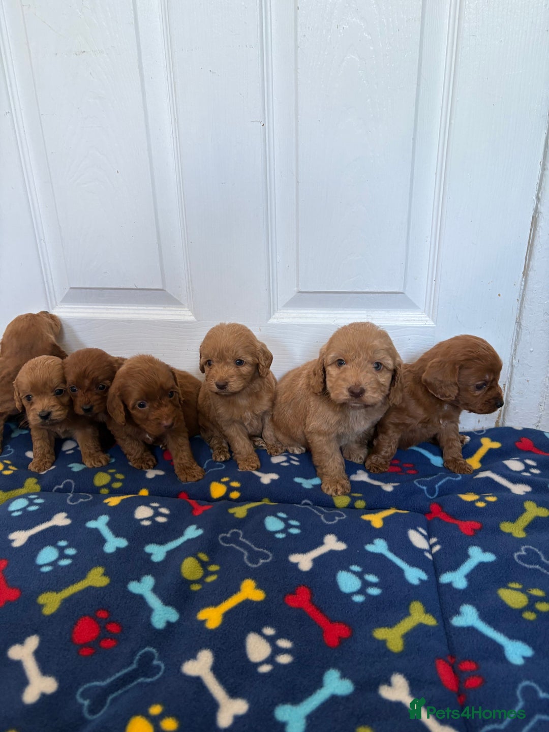 Cockapoo dogs for sale: Cockerpoos for sale  - Image 1