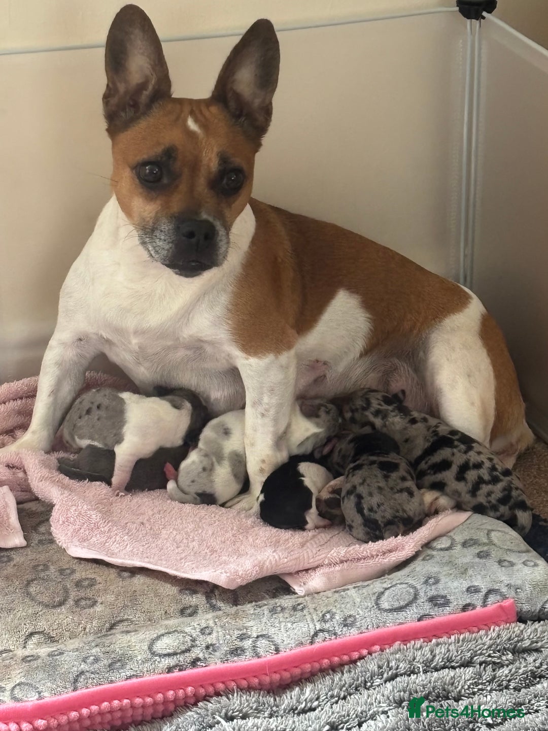 Mixed Breed dogs for sale: Unique mixed breed - Image 8