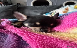 Chihuahua dogs for sale: 2 chihuahua boys ready to leave NOW - Image 5