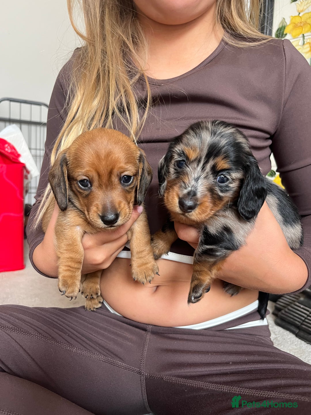Miniature Dachshund dogs for sale: Beautiful miniature dachshunds L/H+S/H - Image 6