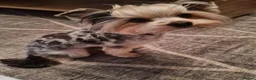 Yorkshire Terrier dogs for sale: little lady needs a new home in Edinburgh - Advert 4