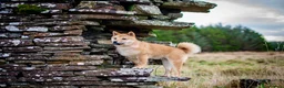 Japanese Shiba Inu dogs for sale: Shiba Inu  - Advert 3