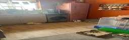 French Lop rabbits for sale: Rabbits for Rehoming in Witham - Advert 4