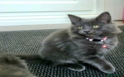 Mixed Breed cats for sale: Ragdoll/Russian Blue male kittens  - Image 6