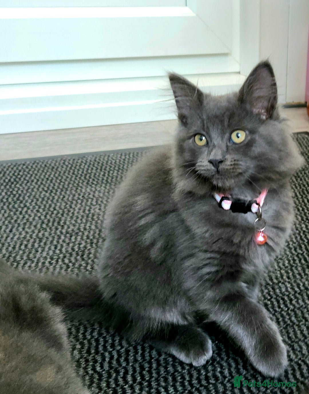 Mixed Breed cats for sale: Ragdoll/Russian Blue male kittens  - Image 6