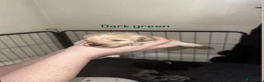 Dark green apricot / creamy apricot