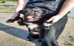 Mixed Breed dogs for adoption: 💖🐶 BUFFY 🐶💖 - Image 7