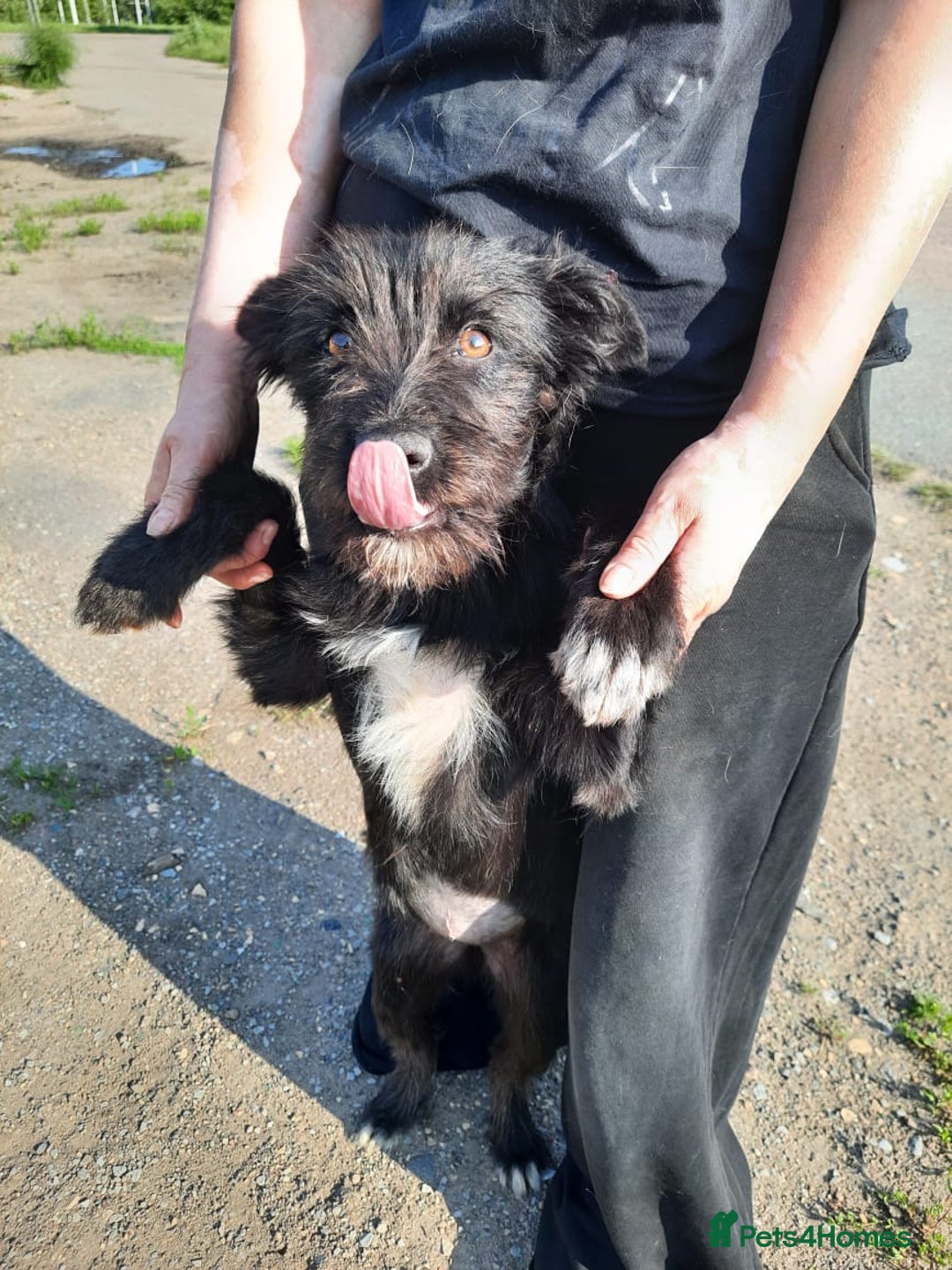 Mixed Breed dogs for adoption: 💖🐶 BUFFY 🐶💖 - Image 7