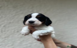 Cocker Spaniel dogs for sale: Kc Tri coloured cockers  - Image 3