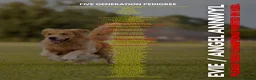 Golden Retriever dogs for sale: Mack/ Bryn Bach Golden X Evie/ Angel Annwyl - Advert 4