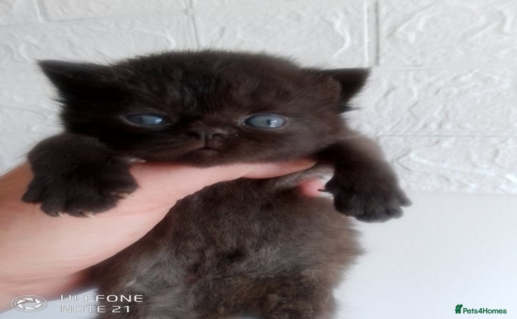 Exotic cats - Advert 4