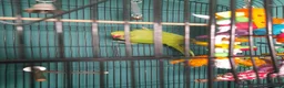 Parakeets birds for sale: Indian ringneck  in Hull - Advert 3