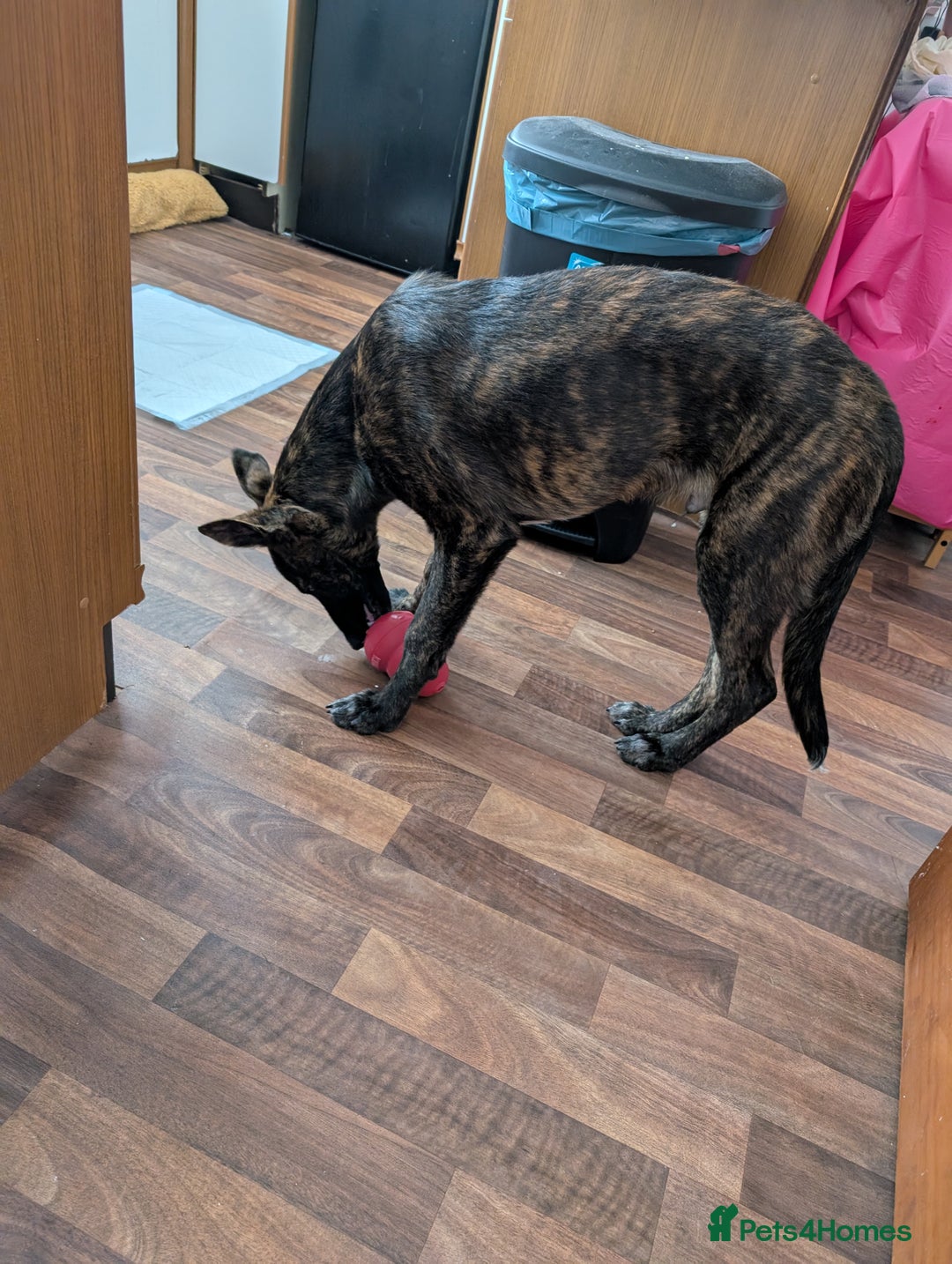 Mixed Breed dogs for sale: Knox - Shephound - Advert 14