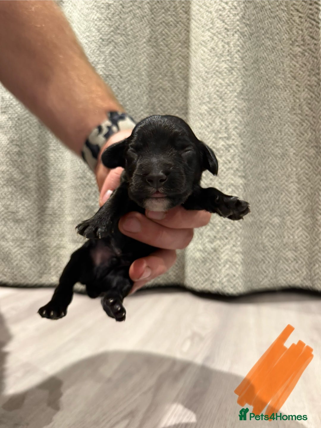 Cocker Spaniel dogs for sale: Gorgeous kc working cocker spaniel puppy - Advert 11