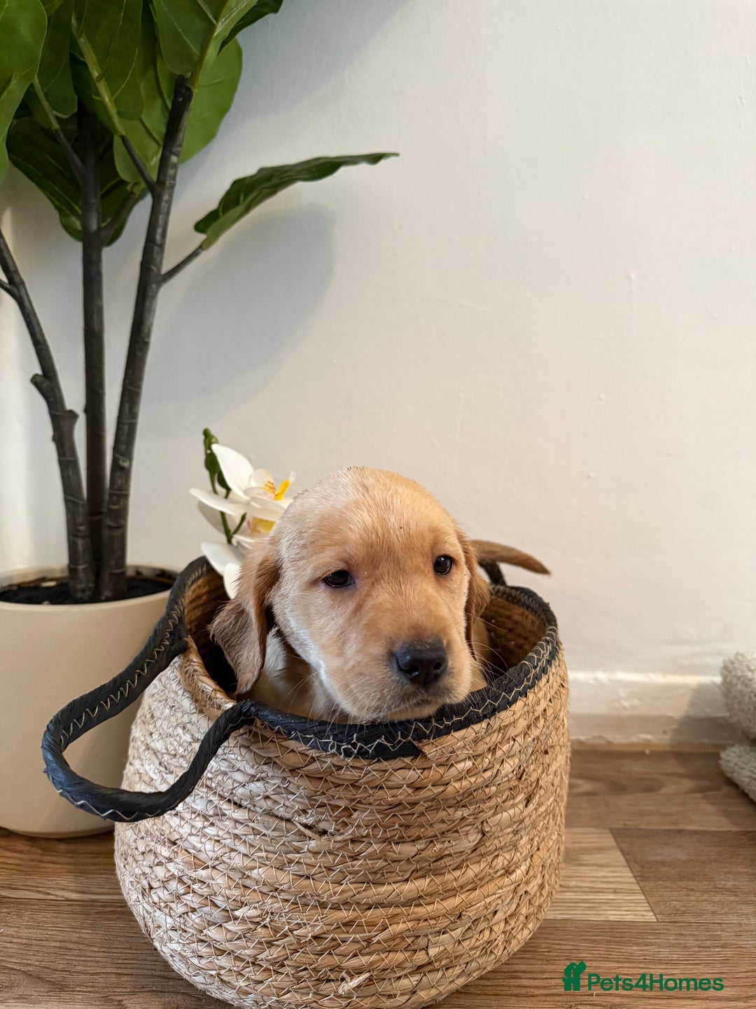 Labrador Retriever dogs for sale: Labrador pups for sale  - Advert 30