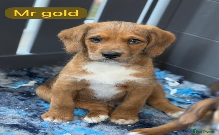 Saint Bernard dogs - Advert 1