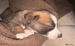 Mixed Breed dogs for sale: Lurcher x German Shepard puppies forsale - Image 7