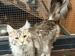 Maine Coon cats Maincoon 2 girls GCCF registered 1 ACTIVE 1 not - Advert 1