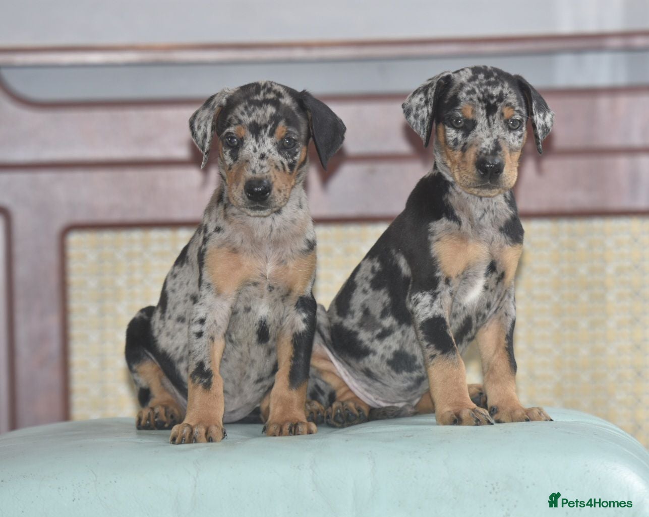 Mixed Breed dogs Unique hybrid dobermann puppies - Advert 1
