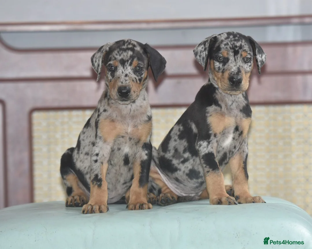 Mixed Breed dogs for sale: Unique hybrid dobermann puppies - Advert 1