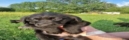 Labrador Retriever dogs for sale: 5 beautiful labrador pups looking forever homes  - Advert 13