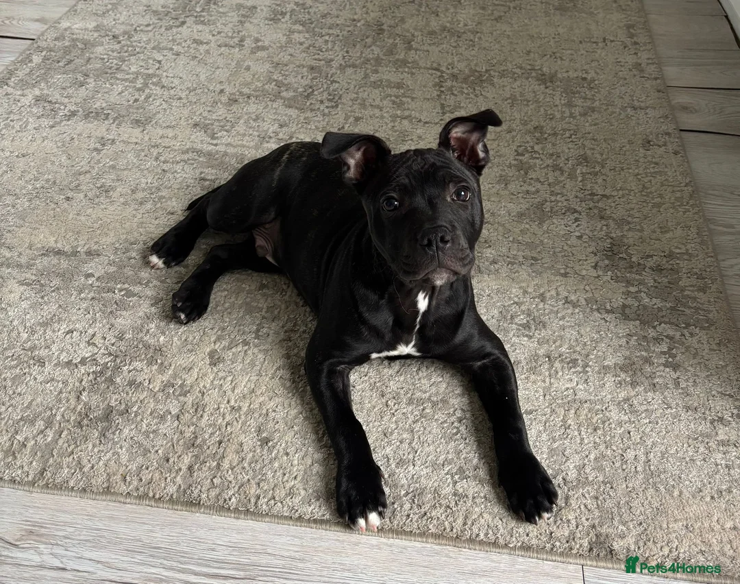 Staffordshire Bull Terrier dogs for sale: Black Staffordshire bull terrier puppy in Cardiff - Advert 3